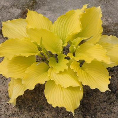 Hosta 'Dancing Queen'